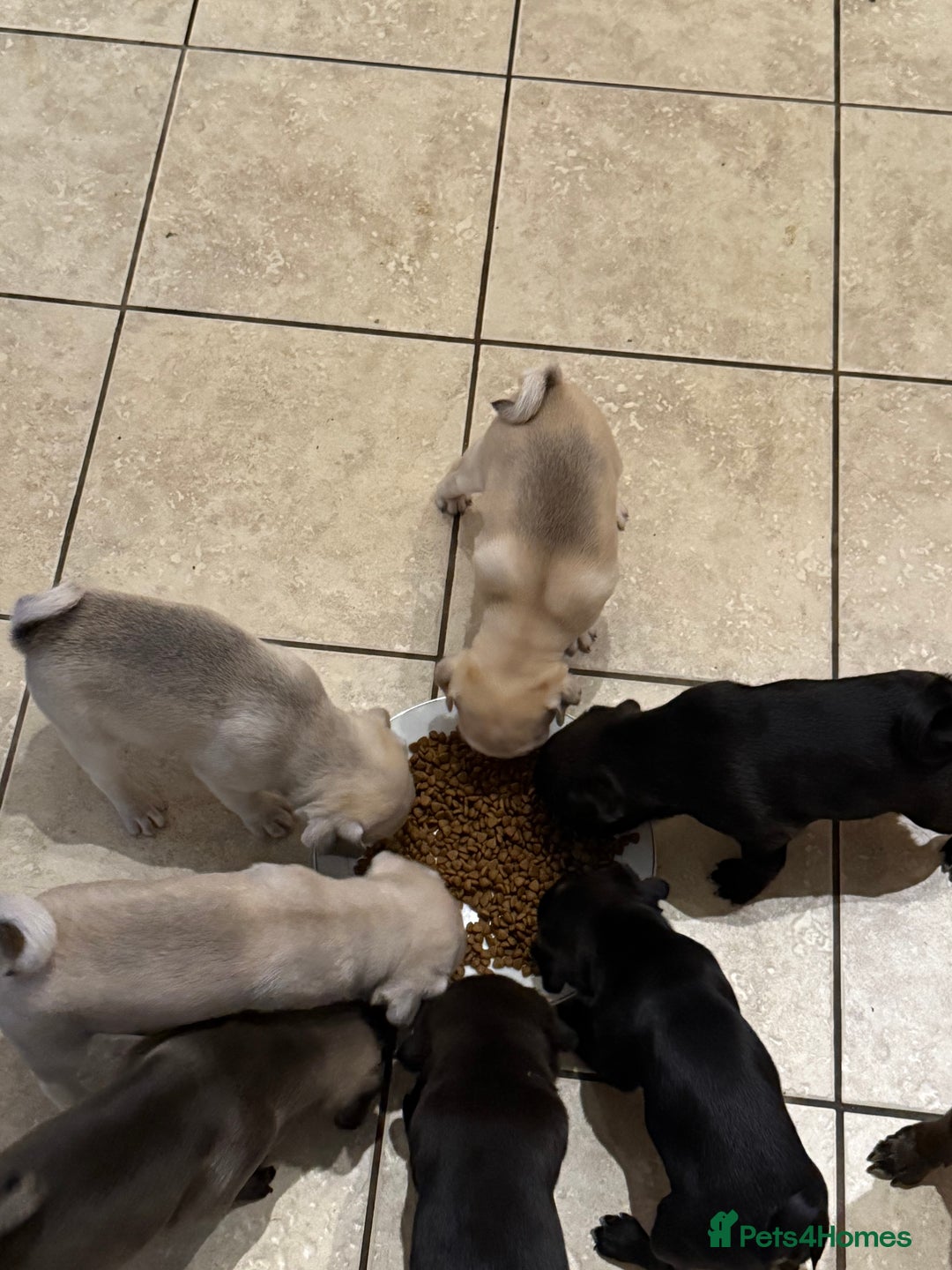 Pug dogs for sale: £500 pug puppies - Image 2