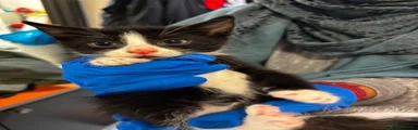 Ee