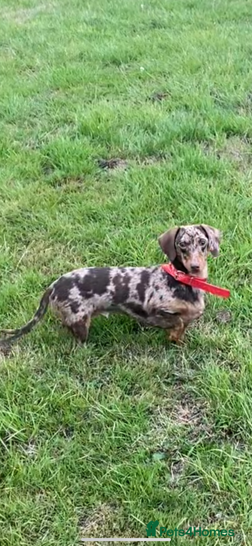 Miniature Dachshund dogs Young female daschund  - Advert 12
