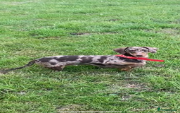 Miniature Dachshund dogs for sale: True Minature Daschunds  - Image 1