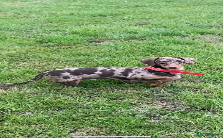 Miniature Dachshund dogs - Advert 19