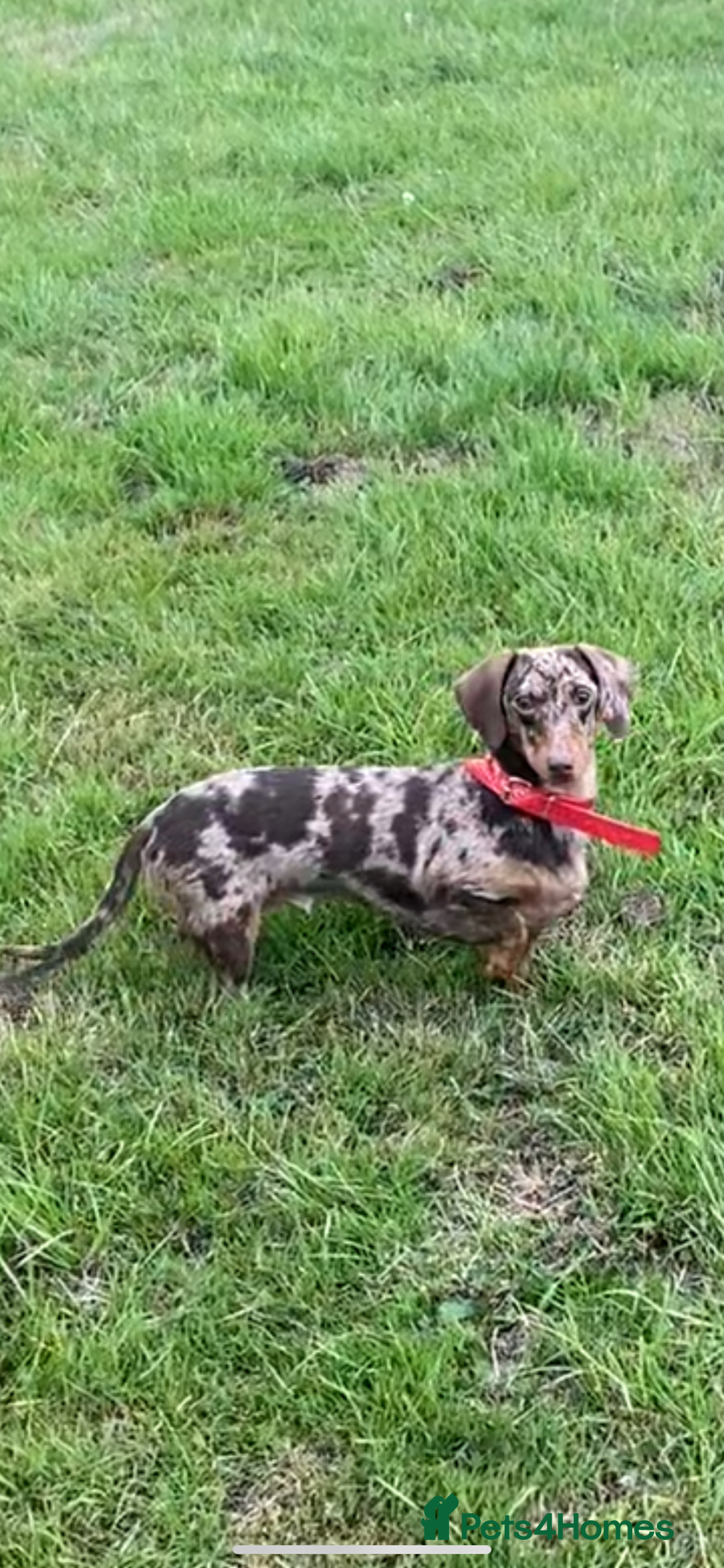 Miniature Dachshund dogs for sale: True Minature Daschunds  - Image 1