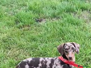 Miniature Dachshund dogs Young female daschund - Advert 12