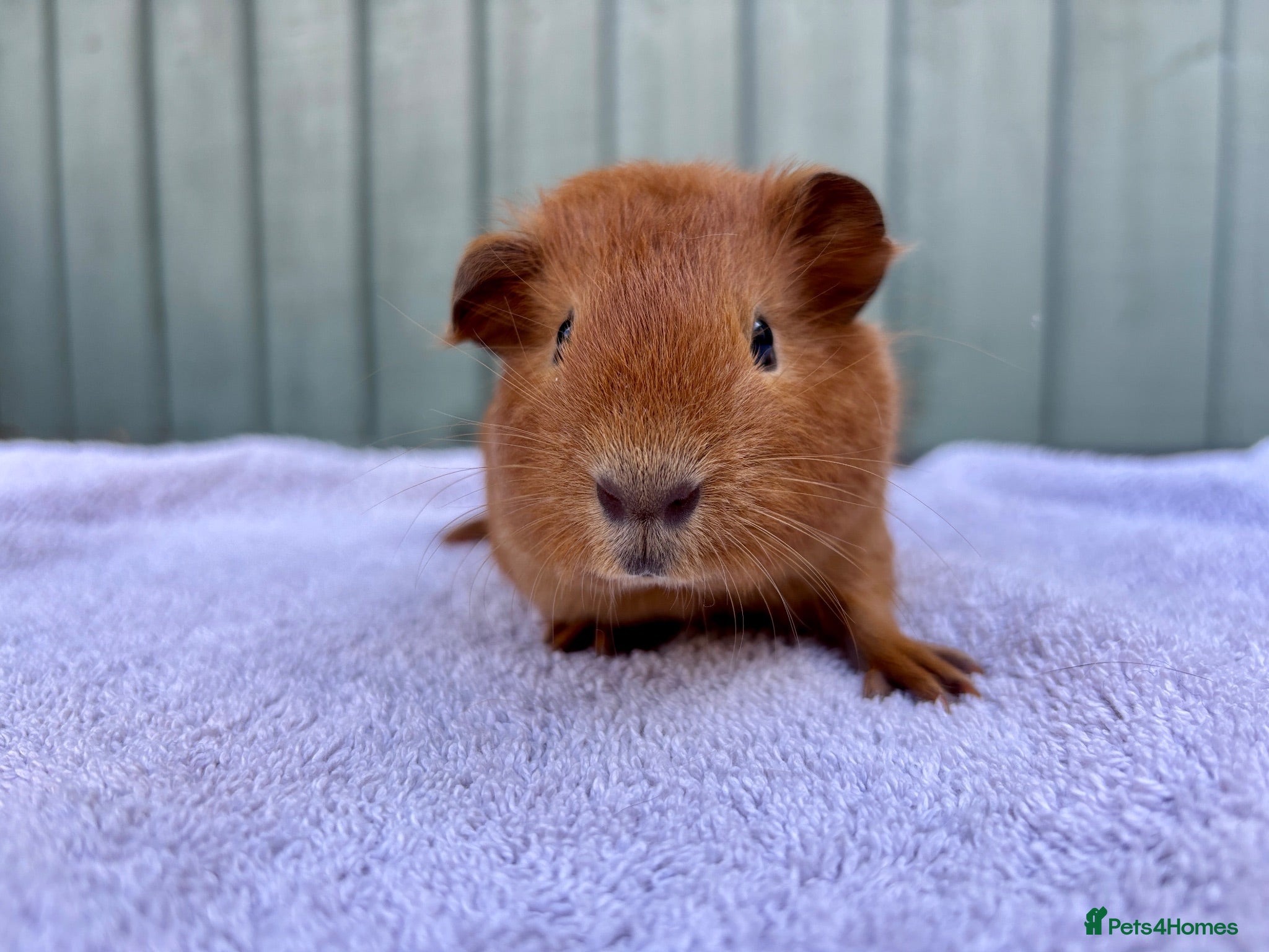 Guinea Pig rodents Baby guinea pigs - Advert 20