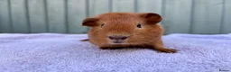 Guinea Pig rodents for sale: Baby guinea pigs - Advert 4