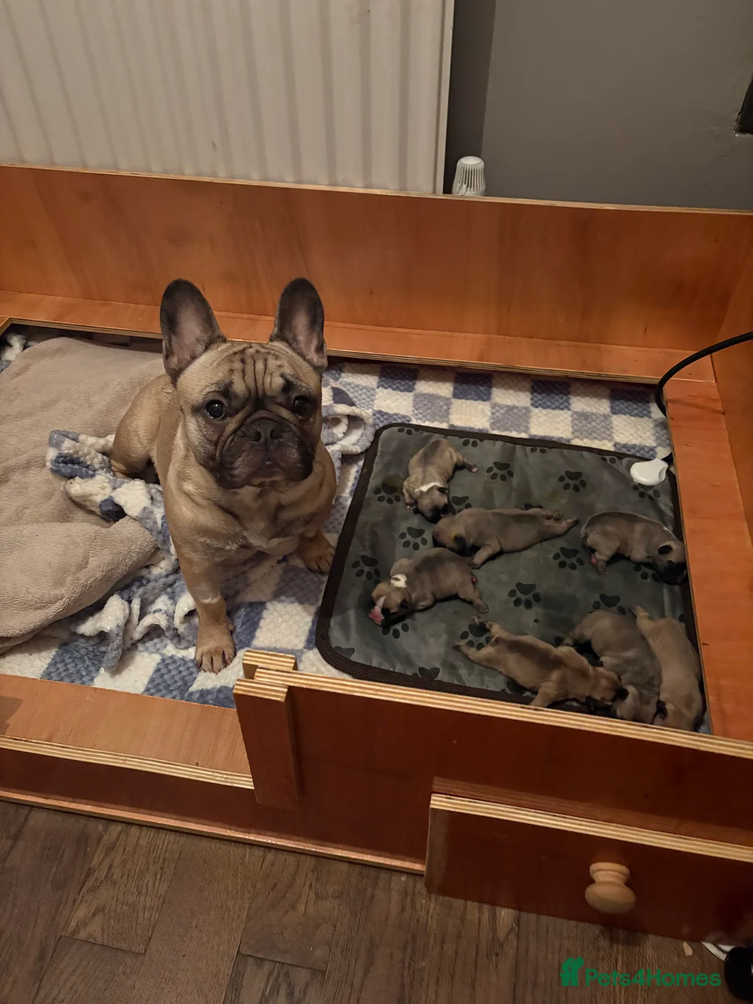 French Bulldog dogs for sale: 7 BEAUTIFUL frenchie puppies from KC parents - Advert 8