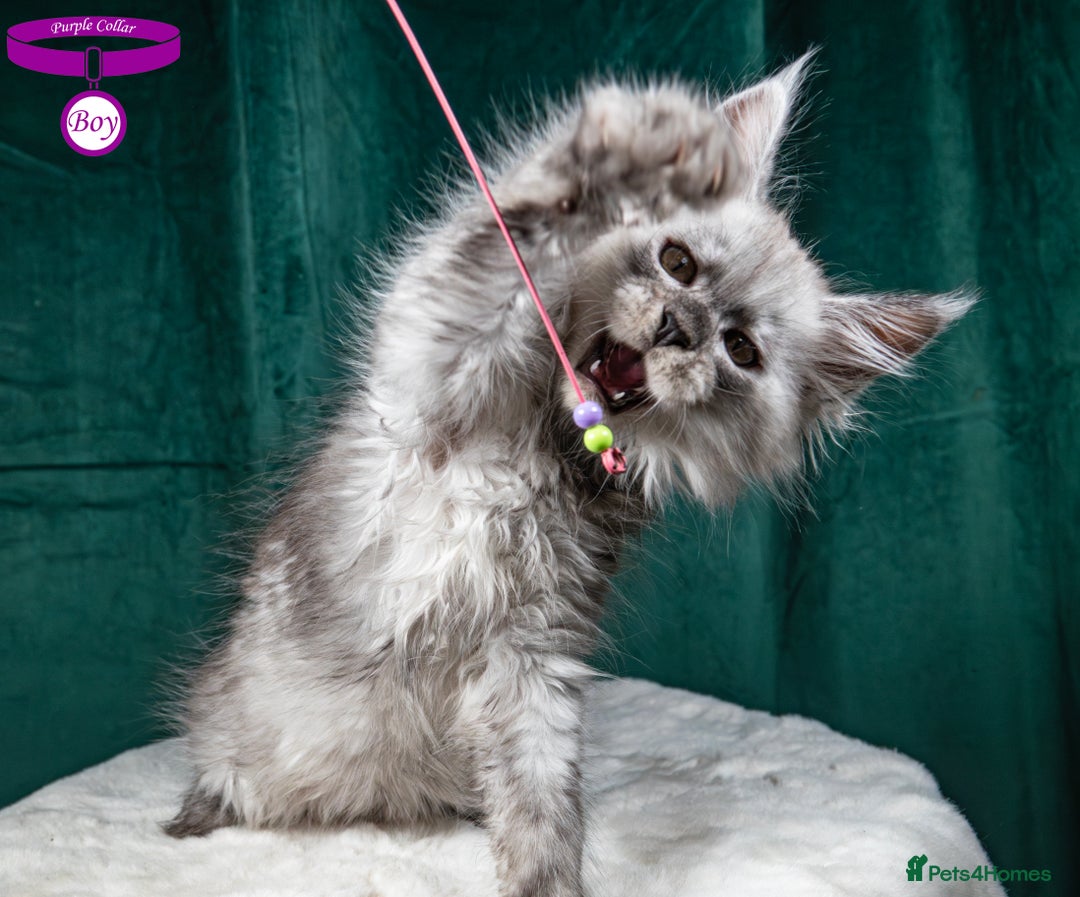 Maine Coon cats for sale: XL PEDIGREE TICA REGISTERED MAINE COON KITTENS - Advert 11