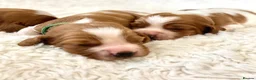 Welsh Springer Spaniel dogs for sale: KC Reg Welsh Springer Spaniels Fully Health Tested - Advert 17