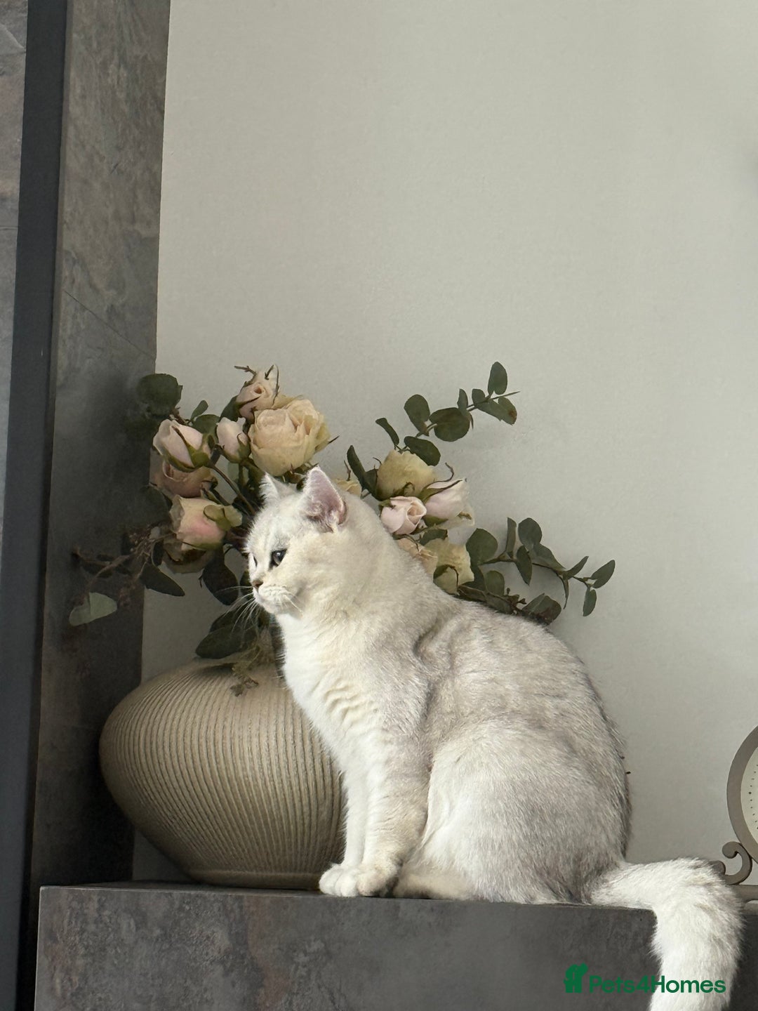 British Shorthair cats for sale: Beautiful Silver Tipped Female Cat - Advert 3
