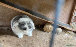 Mini Lop rabbits for sale: Mini lop for new home hutch and equipment included - Image 5