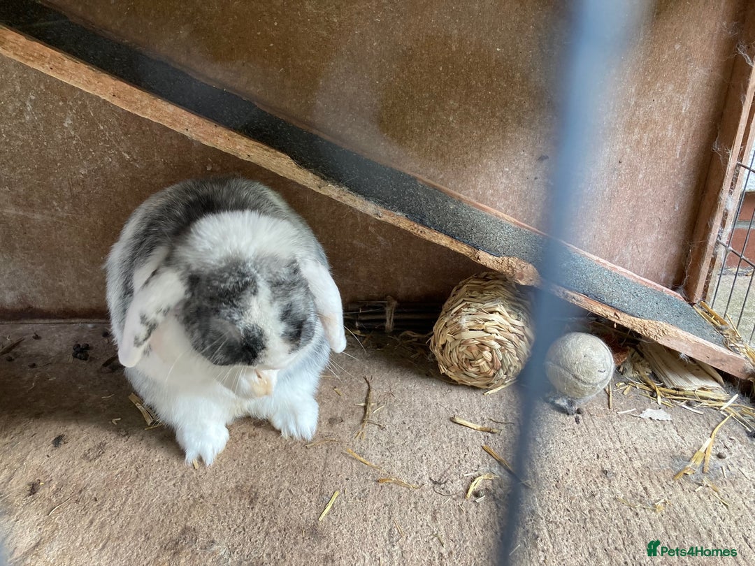Mini Lop rabbits for sale: Mini lop for new home hutch and equipment included - Image 5