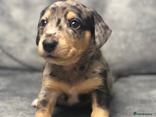 Miniature Dachshund dogs Smooth haired miniature dachshunds available🐶🐾🩷 - Advert 5