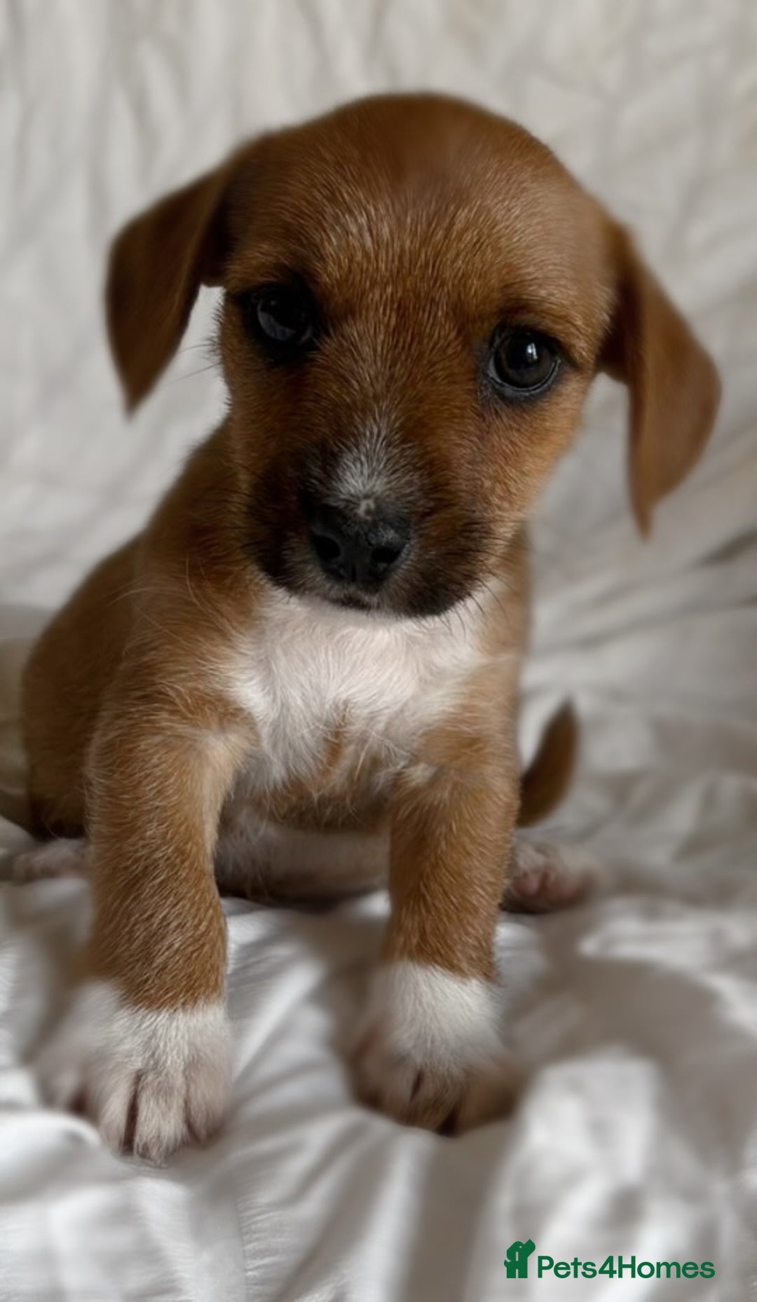Jack Russell dogs for sale: Mini Jack Russell Terrier puppy - Image 3