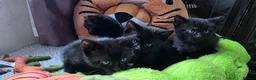 Scottish Fold cats for stud: We have 5 adorable kittens for sale  in Darlington - Advert 17