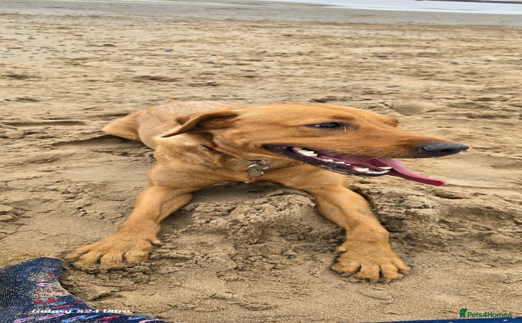 Labrador Retriever dogs - Advert 5