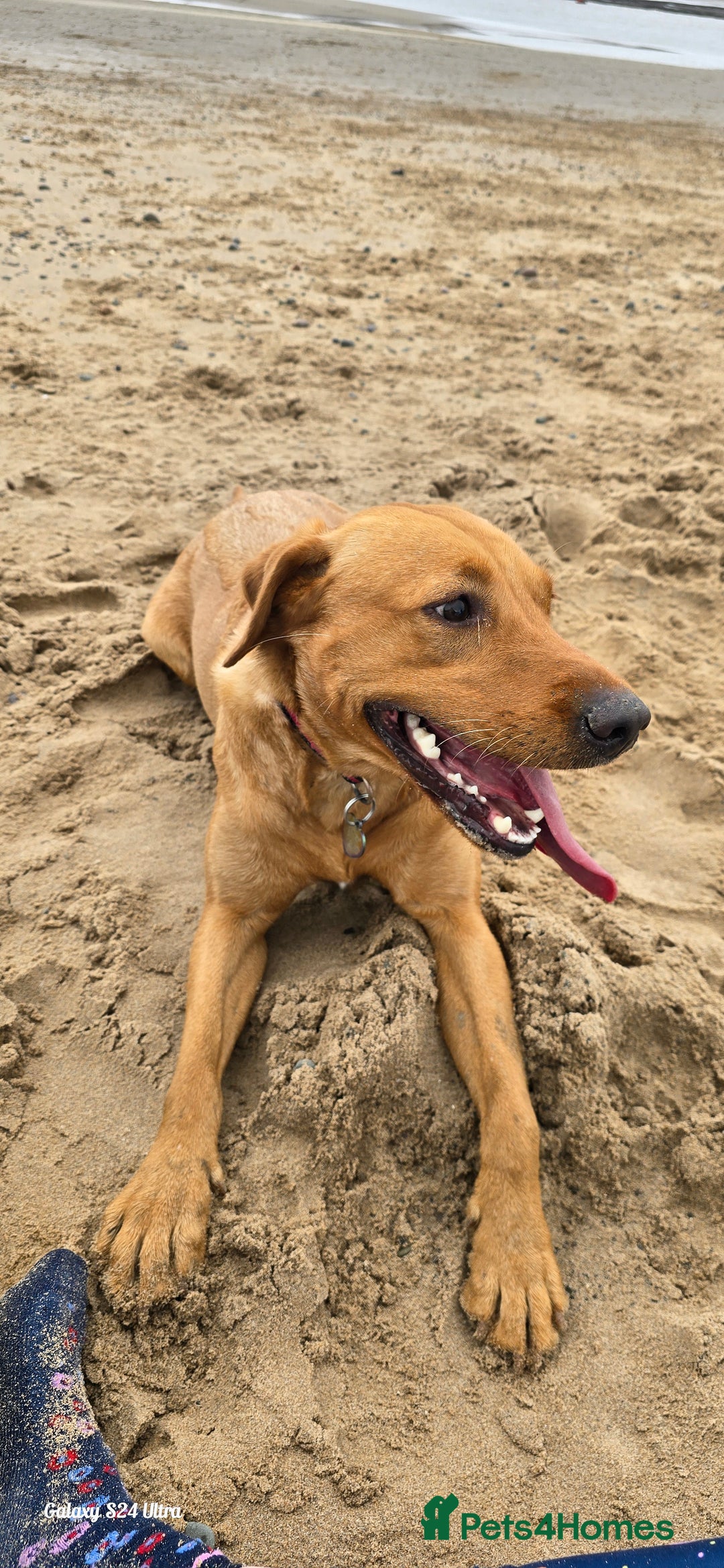 Labrador Retriever dogs for sale: Very loving, loyal fox red labrador for sale - Image 1