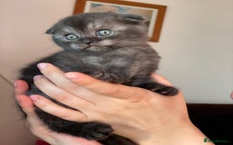 British Shorthair cats for sale: Purebred Scottish Fold and Straight kittens. in Reading - Image 1