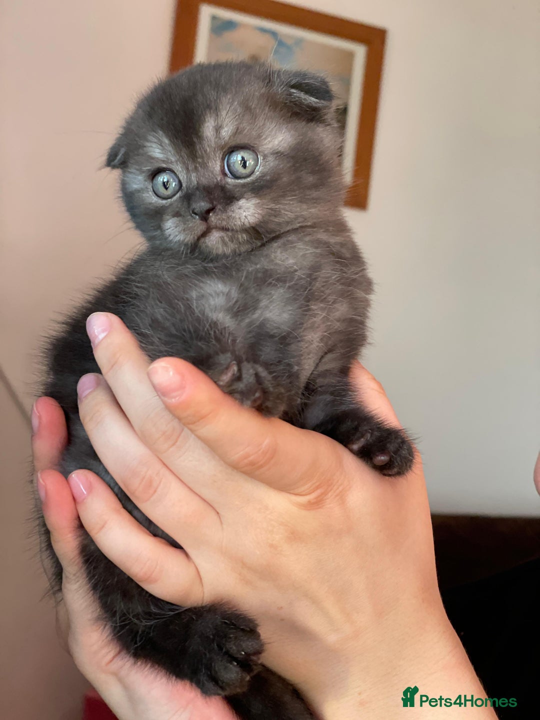 British Shorthair cats for sale: Purebred Scottish Fold and Straight kittens. in Reading - Image 1