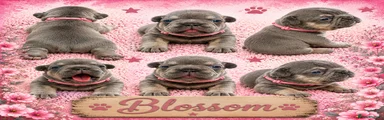 Blossom French Bulldog 6