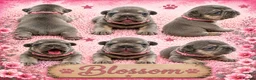 French Bulldog dogs for sale: Outstanding KC registered French bulldog puppies  - Advert 6