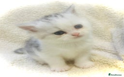 Persian cats for sale:  Persian cross now reserved.  - Image 4