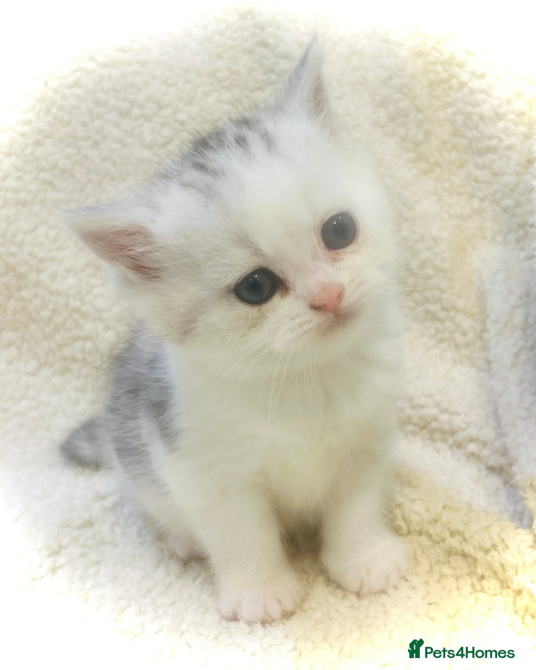 Persian cats for sale:  Persian cross now reserved.  - Image 4