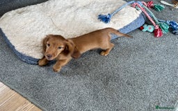 Miniature Dachshund dogs for sale: 1 handsome boy available  in Ely - Image 11