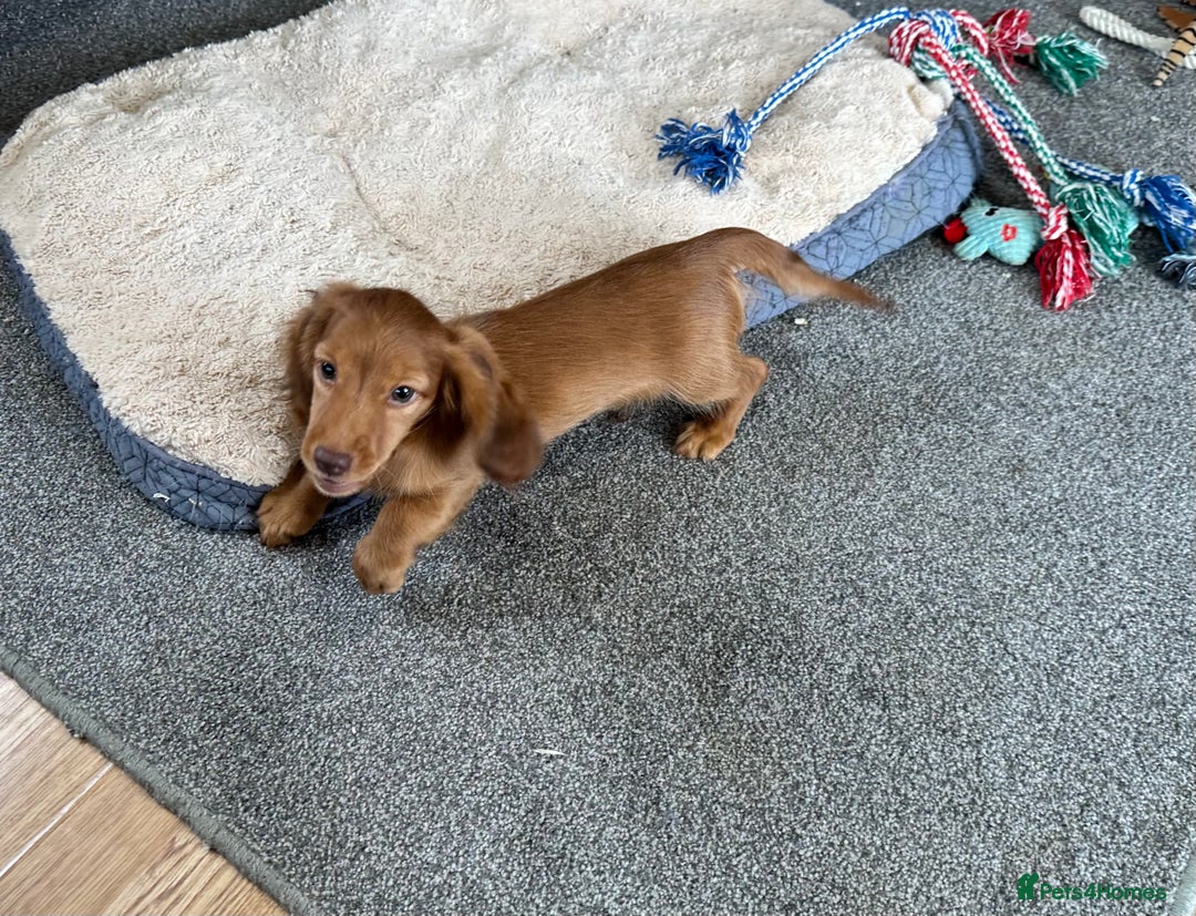 Miniature Dachshund dogs for sale: 1 handsome boy available  in Ely - Image 11