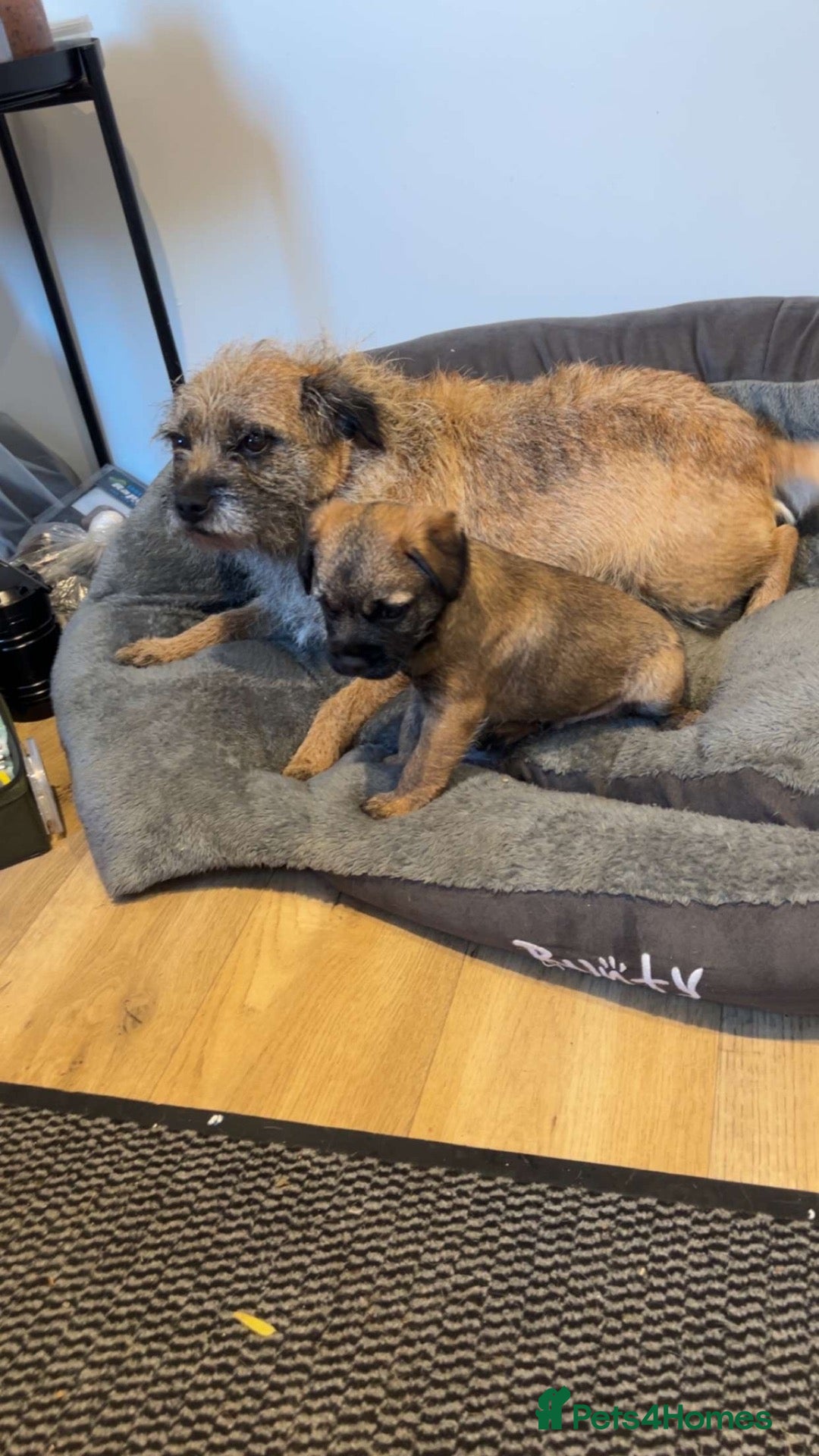 Border Terrier dogs for sale: Border Terrier puppy for sale ready now  - Advert 6