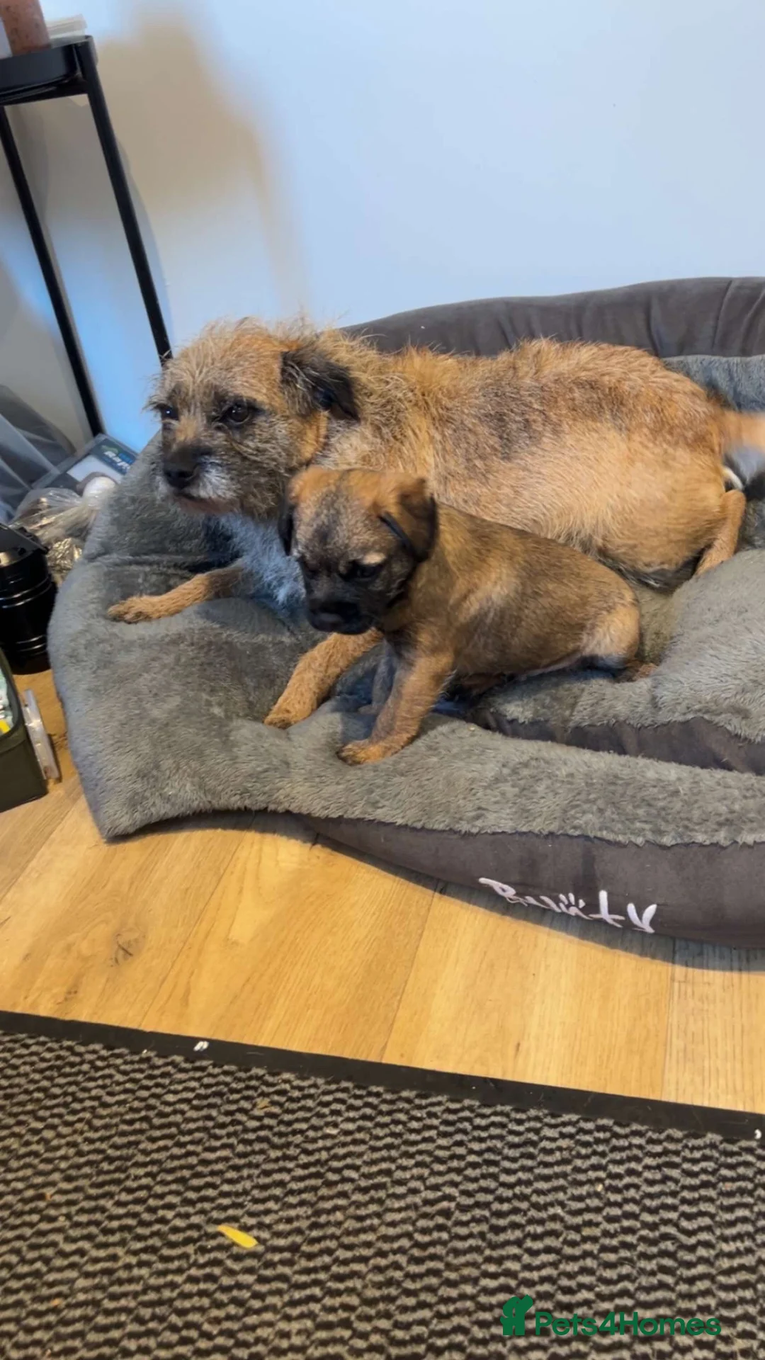Border Terrier dogs for sale: Border Terrier puppy for sale ready now  - Advert 1