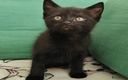 Mixed Breed cats for sale: One black boy ready to go - Image 1