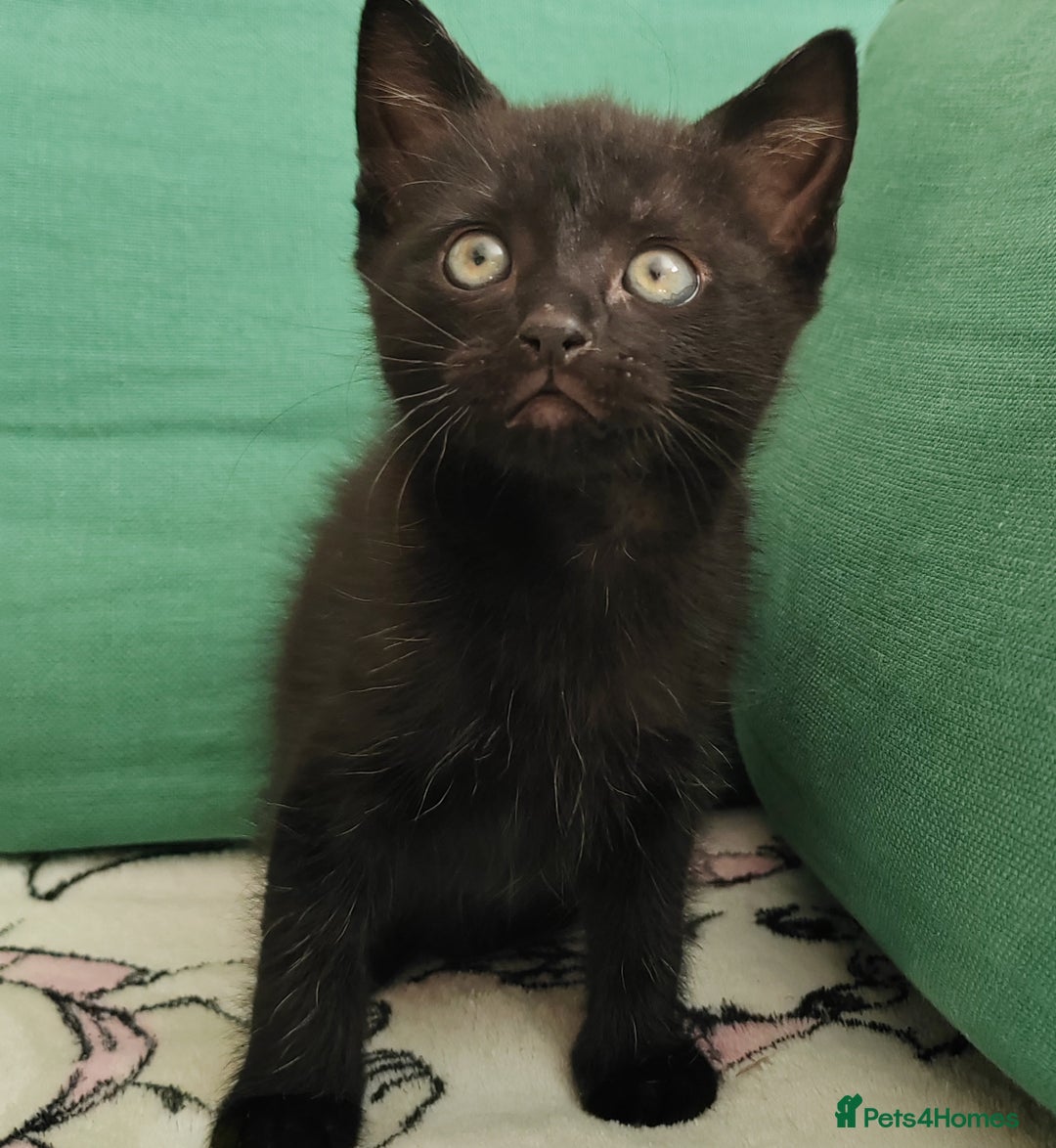 Mixed Breed cats for sale: One black boy ready to go - Image 1