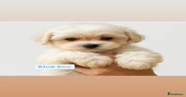 Maltipoo dogs - Advert 6