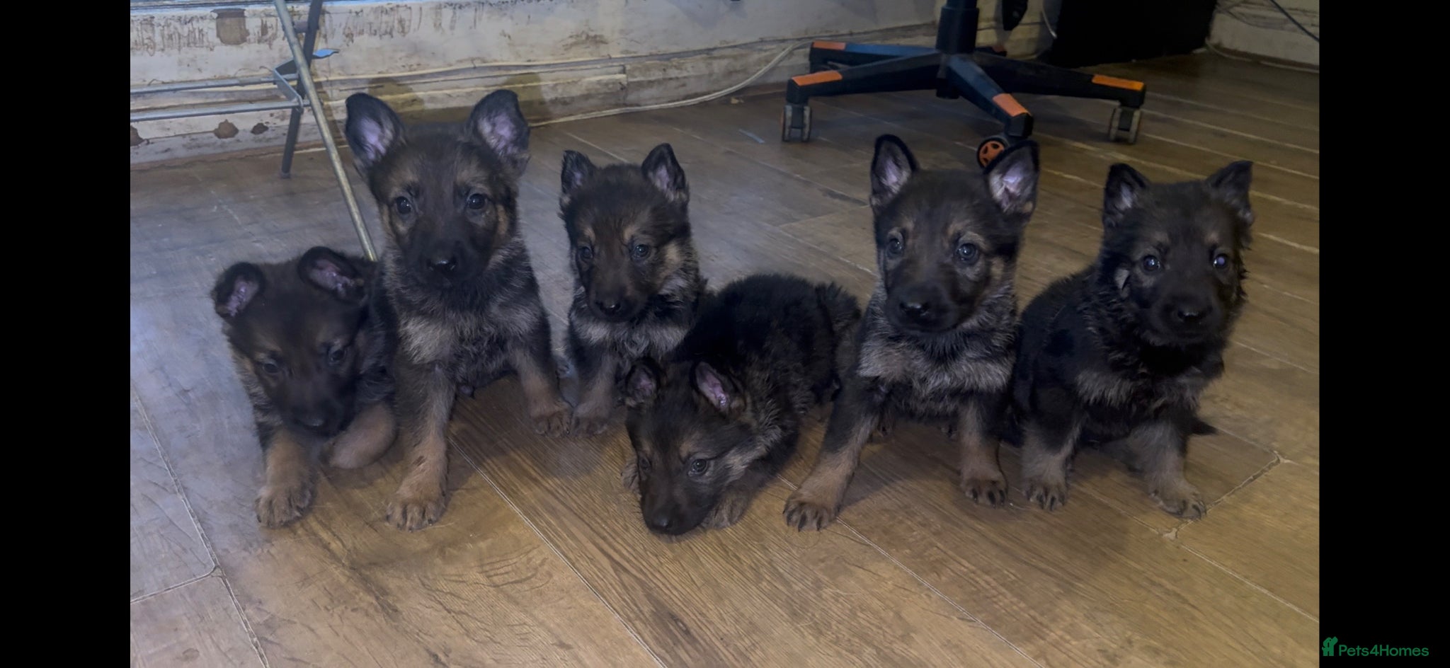 German Shepherd dogs GSD PUPPIES READY TO LEAVE 11.04.2026 -£600  - Advert 7