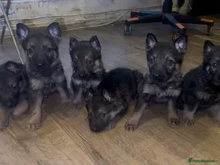 German Shepherd dogs GSD PUPPIES READY TO LEAVE 11.04.2026 -£600 - Advert 7