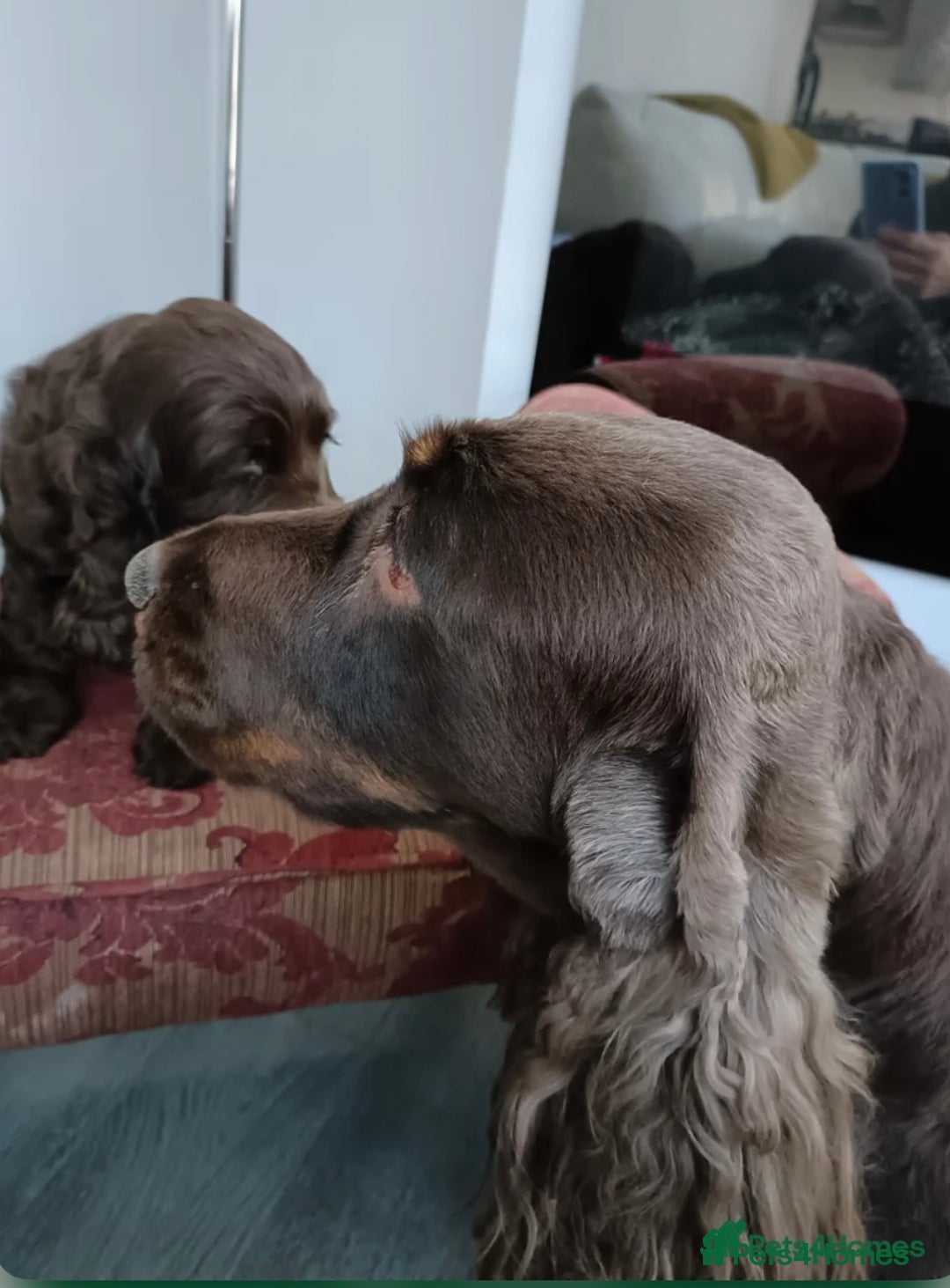 Cocker Spaniel dogs for sale: Top quality fully health tested show cocker pups - Image 10