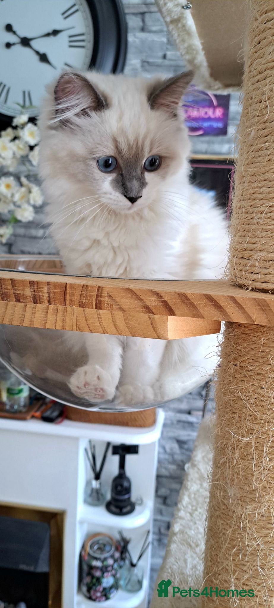 Ragdoll cats for sale: GCCF registered Ragdoll kittens 🐈 - Advert 1
