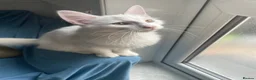 Norwegian Forest Cat cats for sale: Yumiko in London - Advert 5
