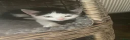 Mixed Breed cats for sale: Beautiful loving kittens - Advert 3
