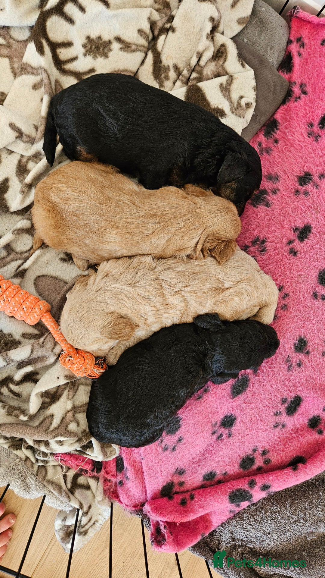 Cockapoo dogs for stud: Beautiful F1B Cockapoo for stud in Ormskirk - Image 4