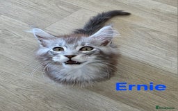 Maine Coon cats for sale: Rare Pure Breed Mainecoons - Image 4