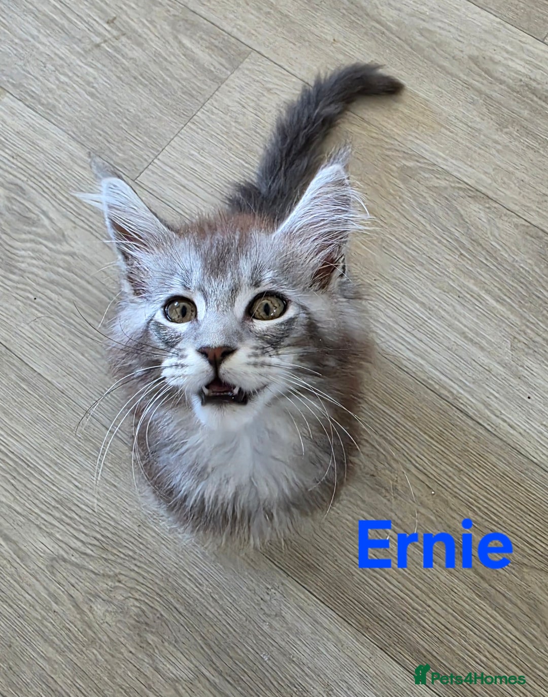 Maine Coon cats for sale: Rare Pure Breed Mainecoons - Image 4