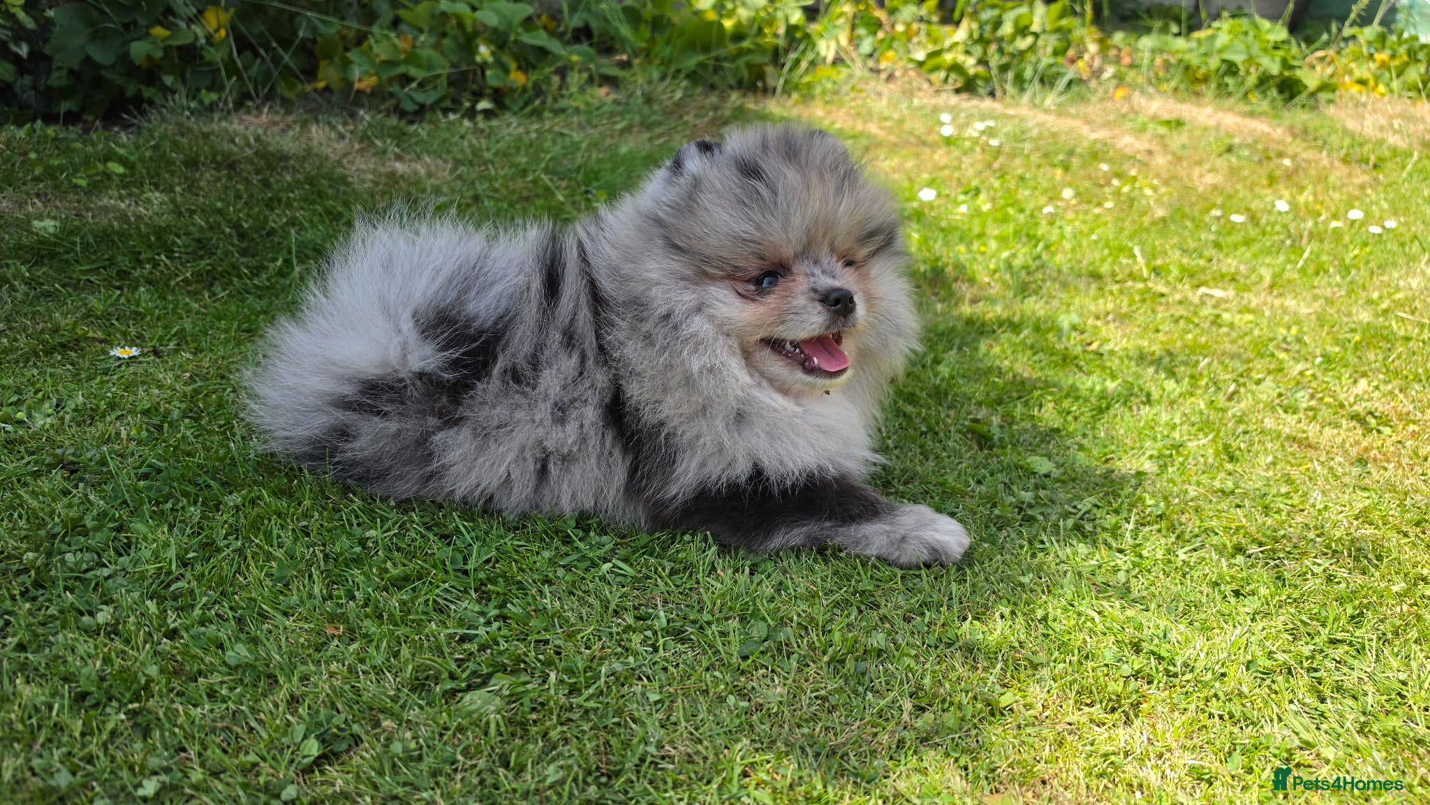 Pomeranian dogs for sale: Pomeranian puppies home raised  - Advert 3