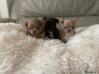Chihuahua dogs KC Reg Chihuahuas 3 Boys/1 Girl Short & Long coat - Advert 3