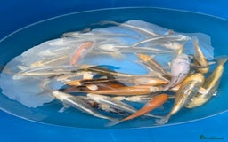Koi Carp fish for sale: Various koi carp - Image 1
