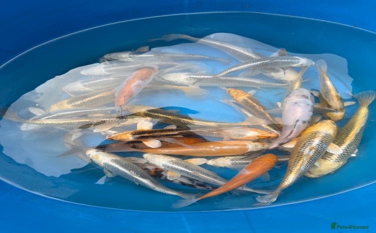 Koi Carp fish - Advert 7