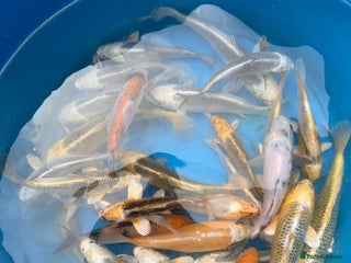 Koi Carp fish - Advert 33