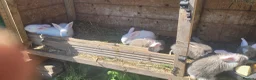 Mixed Breed rabbits for sale: Continetal  giant - Advert 6