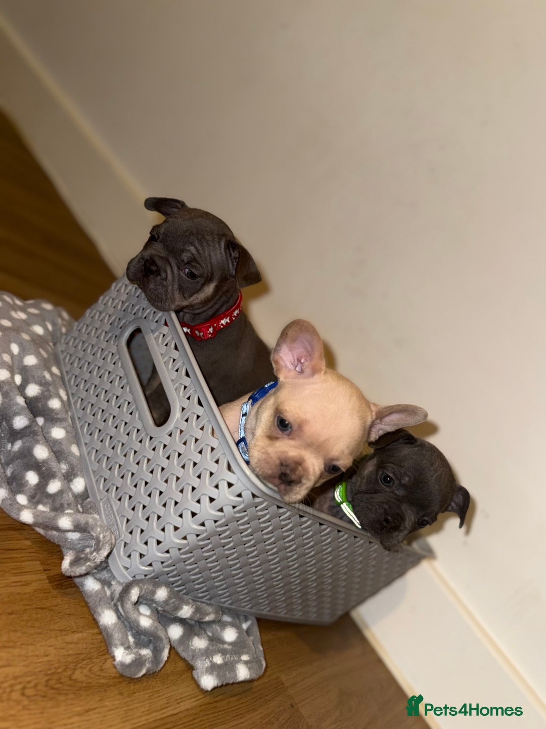 French Bulldog dogs for sale: BLUE & CREAM/TAN Isabella/pink carrying. - Image 3
