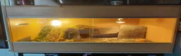 Leopard Gecko reptiles for sale: Leopard gecko and enclosure  in Norwich - Advert 3
